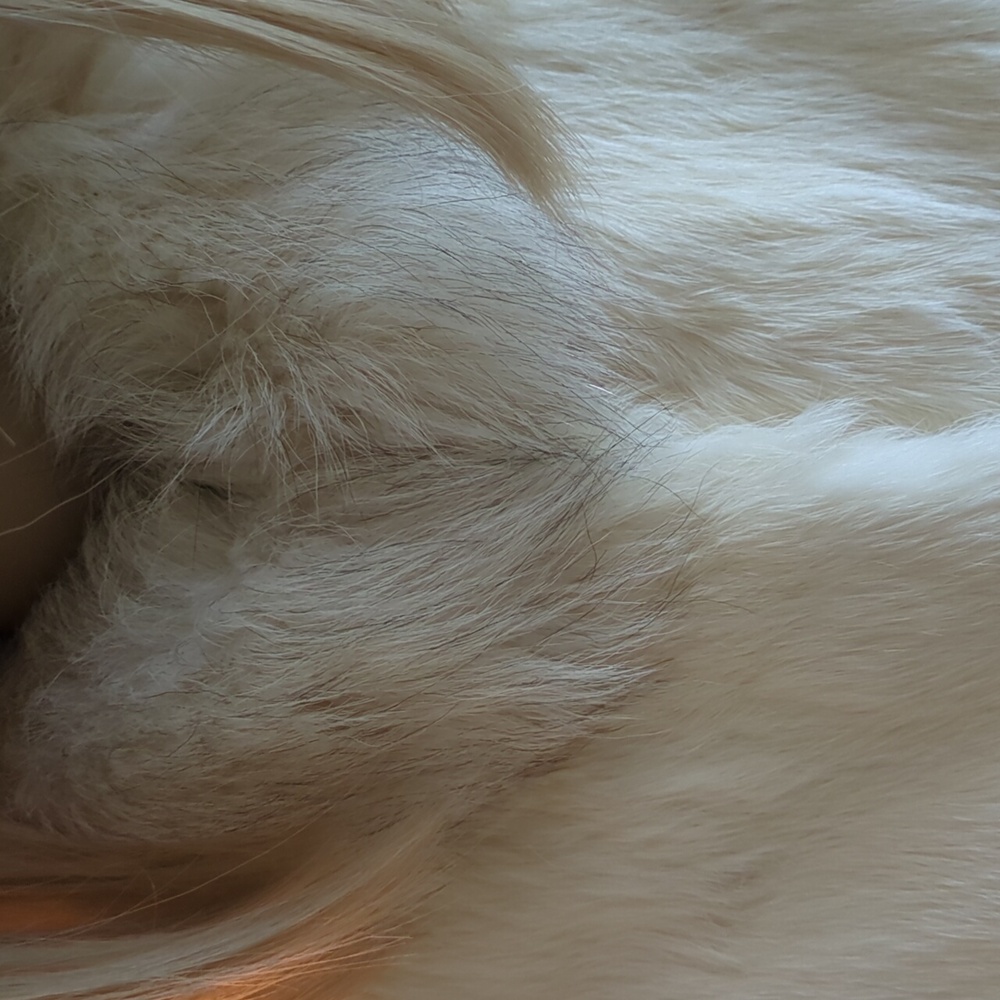 The Real Rabbit Fur Jacket, Size M. - Picture 3 of 7